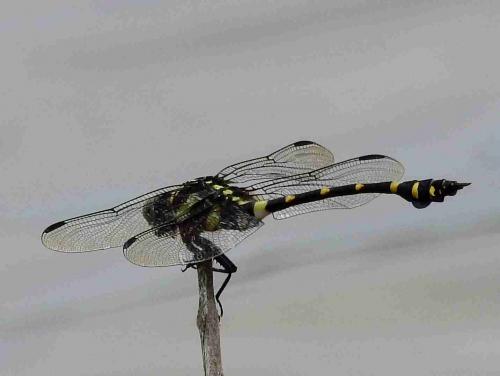Réf. 209 259 : Ictinogomphus decoratus